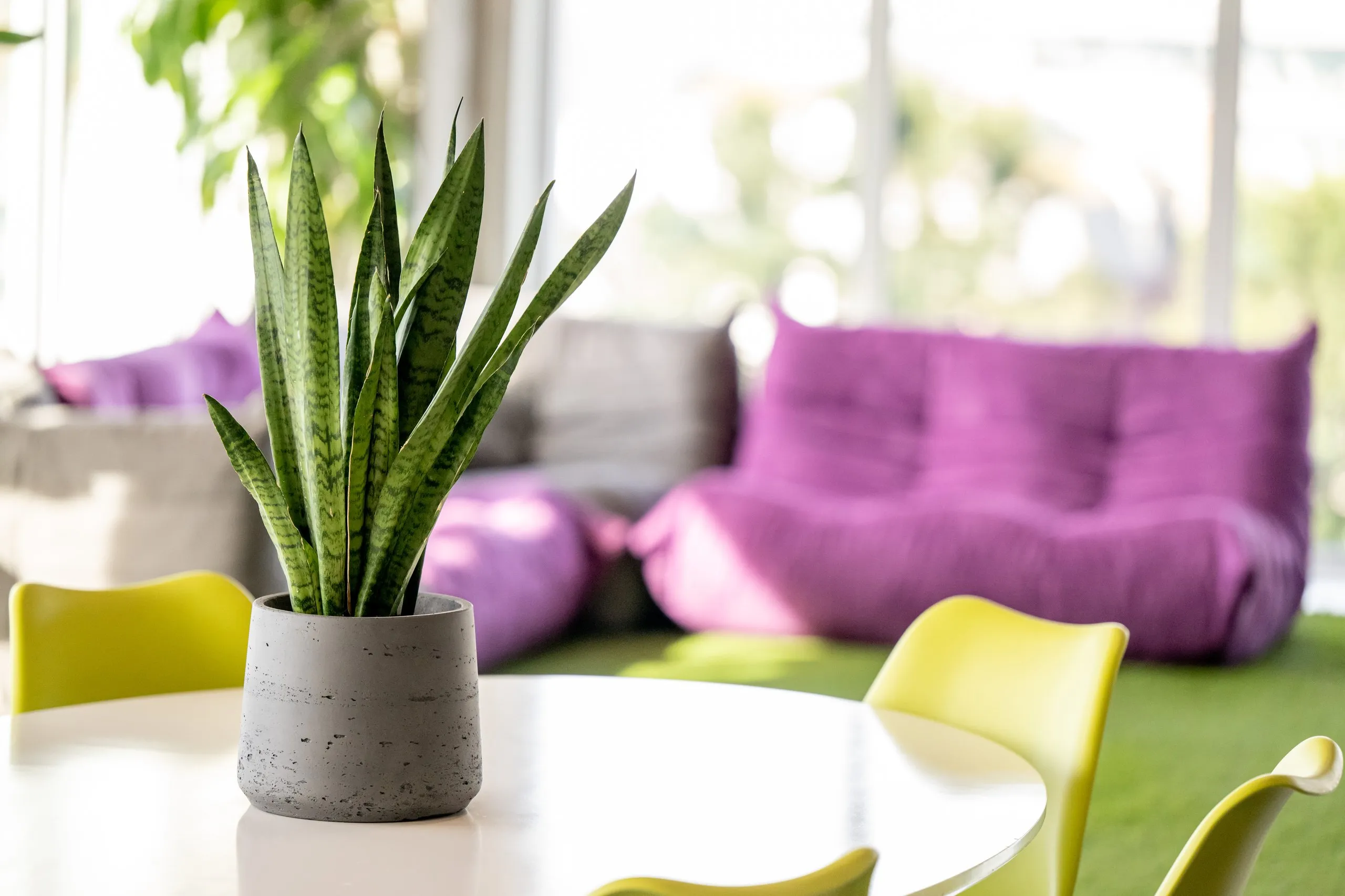 Snake plant in a lounge